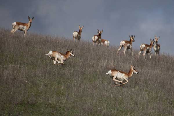 Image: Taos Art School presents: Where the Deer and the Antelope Play Plein air / pleine aire workshop