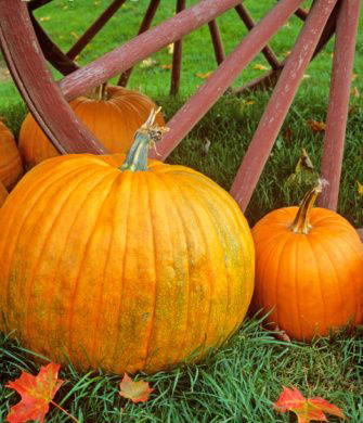 image: pumpkins with wagon wheel