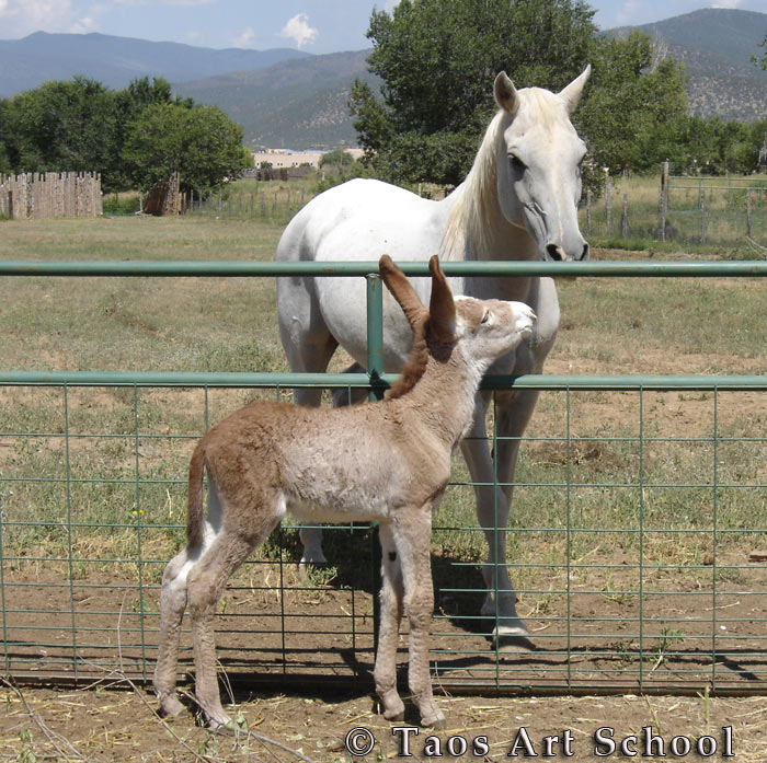 Image: Arabian Horse with Mamoth donkey colt