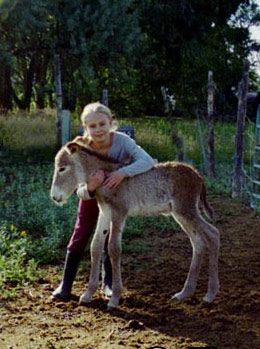 Image: Milagro a mamoth donkey with a friend