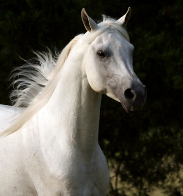 Image: Horse in New Mexico