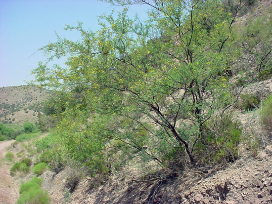 Image: from an acequia in New Mexico