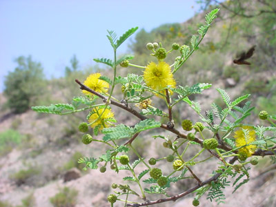 Image: Acequia with flowers