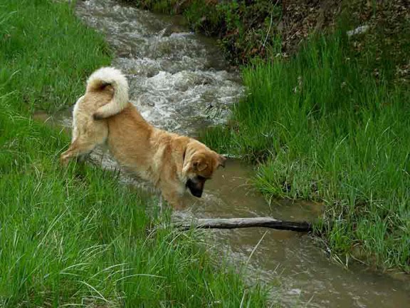 Image: Dog in Acequia