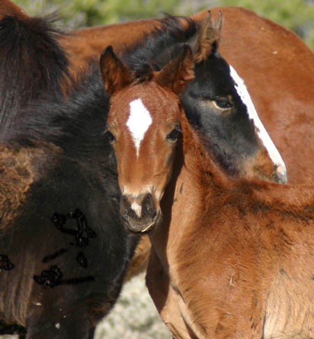 Image: Photographing Wild Horses, Taos Art School Workshop, work shop, workshops