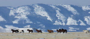 Clickable Image: Photograph Wild Horses, Taos Art School Workshops, work shop, workshop, photo