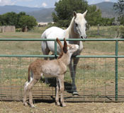 Clickable Image: Taos Art School; Rosa the donkey's colt and Opulento the Arabian Horse