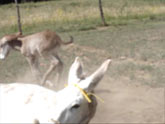 Clickable Image: Taos Art School; Rosa the donkey's colt video