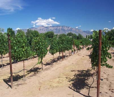 Image: a Vineyard in New Mexico